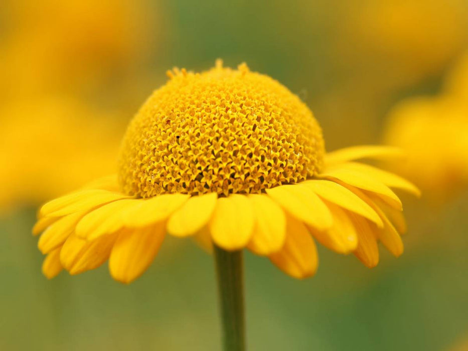 Gelbe Sommerblume - CALVENDO Foto-Puzzle'
