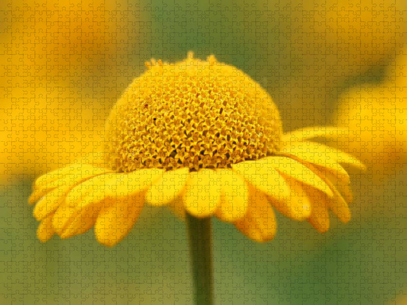 Gelbe Sommerblume - CALVENDO Foto-Puzzle'