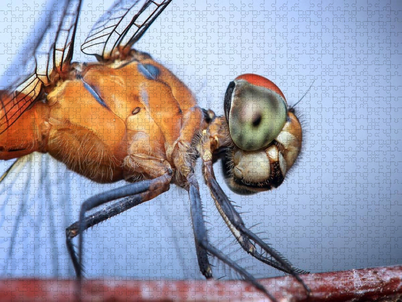 Libelle - CALVENDO Foto-Puzzle'