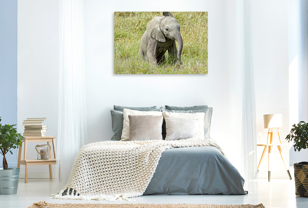 Premium Textil-Leinwand Premium Textil-Leinwand 120 cm x 80 cm quer Elefant.....kleiner Jumbo