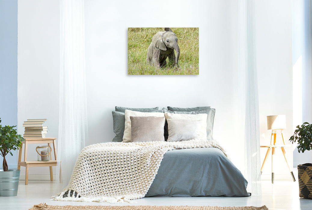 Premium Textil-Leinwand Premium Textil-Leinwand 120 cm x 80 cm quer Elefant.....kleiner Jumbo