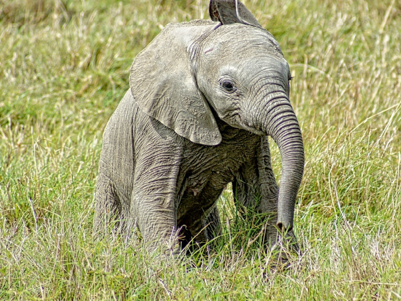 Elefant.....kleiner Jumbo 1000 Teile Puzzle quer - CALVENDO Foto-Puzzle'