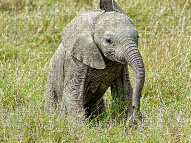 Elefant.....kleiner Jumbo 1000 Teile Puzzle quer - CALVENDO Foto-Puzzle'