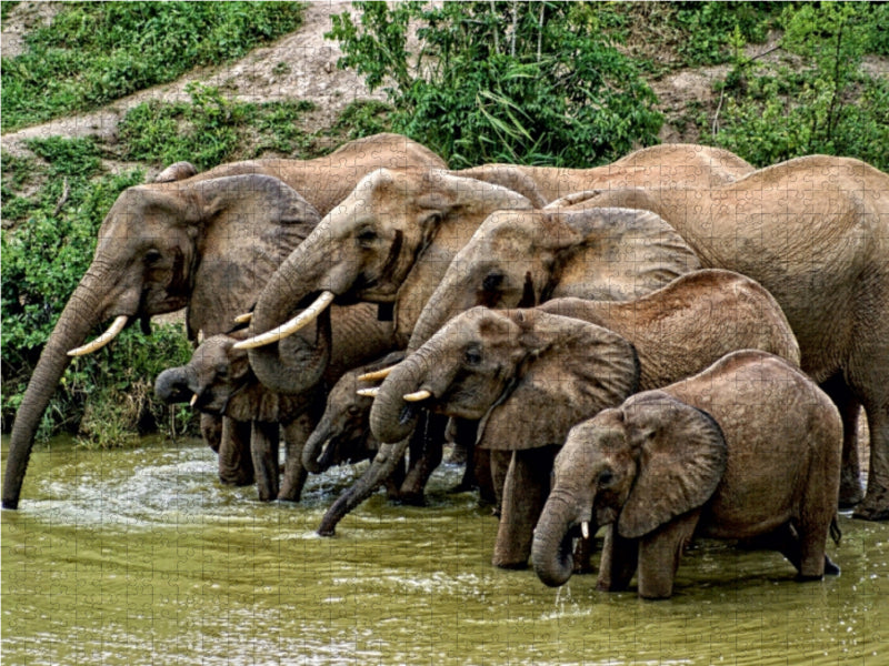 Elefanten.....Begegnung am Wasserloch 1000 Teile Puzzle quer - CALVENDO Foto-Puzzle'