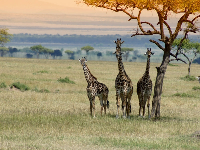 Ein Motiv aus dem Kalender Faszination Safari. Wildlife in Kenia 1000 Teile Puzzle quer - CALVENDO Foto-Puzzle'