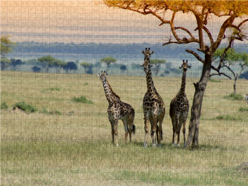 Ein Motiv aus dem Kalender Faszination Safari. Wildlife in Kenia 1000 Teile Puzzle quer - CALVENDO Foto-Puzzle'