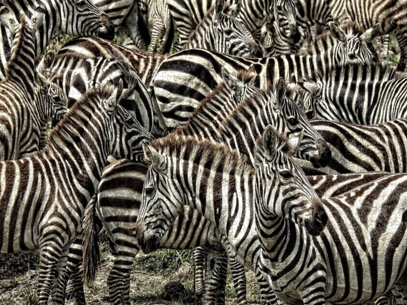 Zebras....schwarz- weiss streifen - CALVENDO Foto-Puzzle'