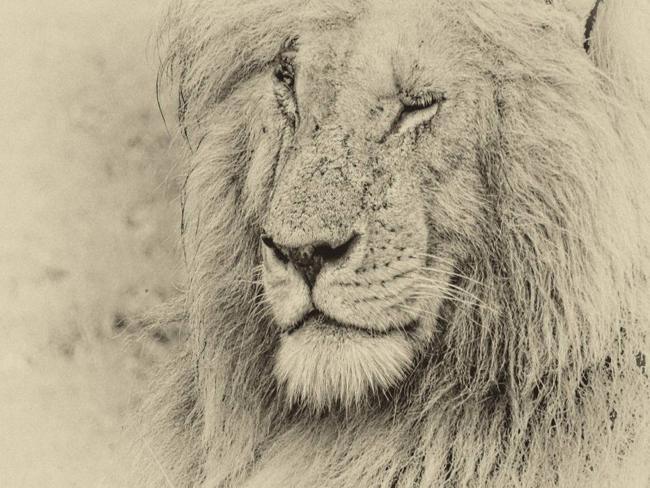 Safari - auf Katzensuche - CALVENDO Foto-Puzzle'