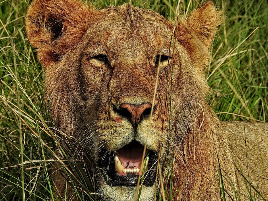 Löwe in der Masai Mara - CALVENDO Foto-Puzzle'