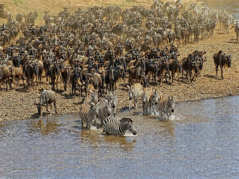 Zebras....Wildlife am Marafluss - CALVENDO Foto-Puzzle'