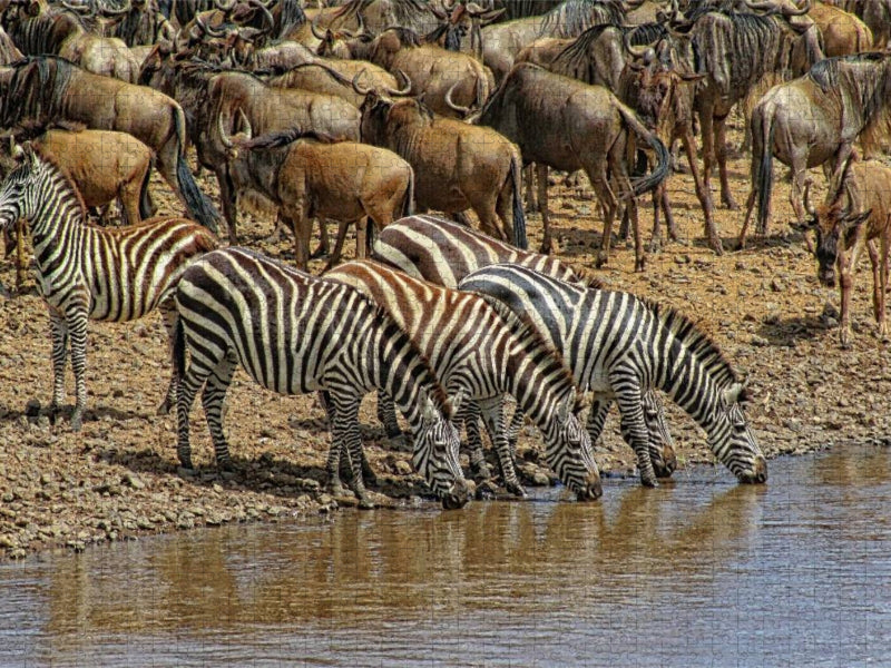 Zebras....Streifen am Wasser - CALVENDO Foto-Puzzle'