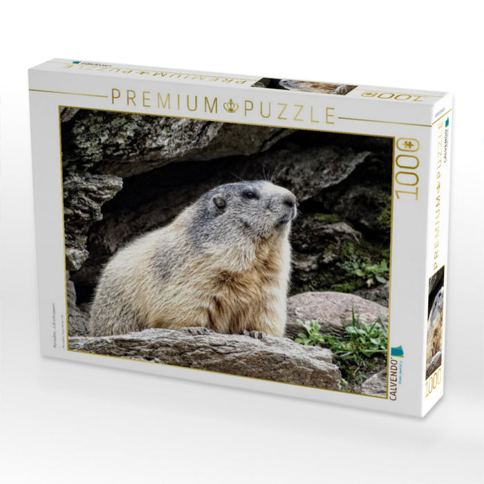 Murmeltier.....Luft schnuppern - CALVENDO Foto-Puzzle'