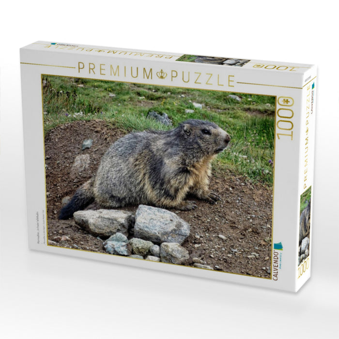 Murmeltier....in freier Wildbahn - CALVENDO Foto-Puzzle'