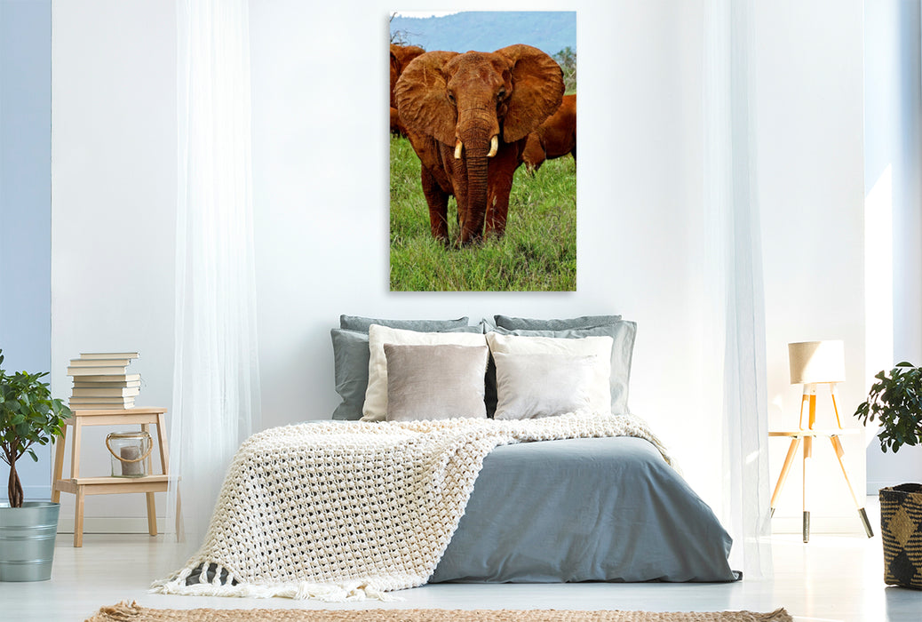 Premium Textil-Leinwand Premium Textil-Leinwand 80 cm x 120 cm  hoch Elefant....auf Safari