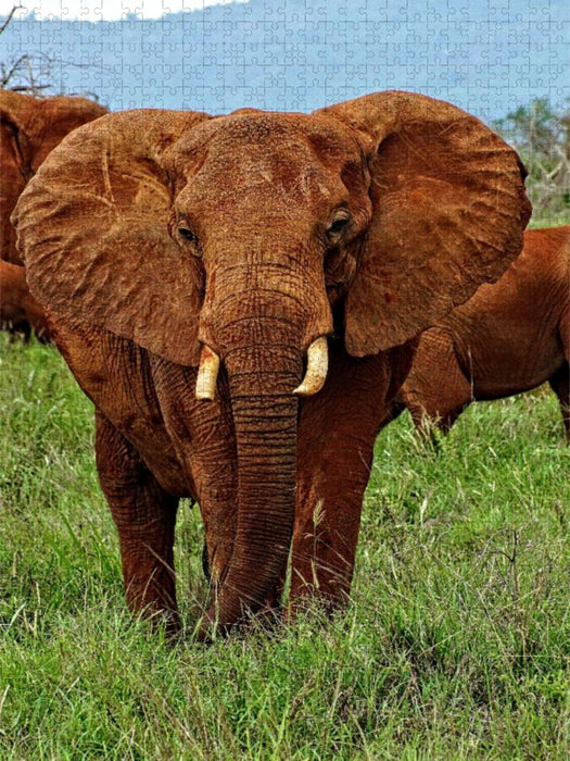 Elefant....auf Safari - CALVENDO Foto-Puzzle'