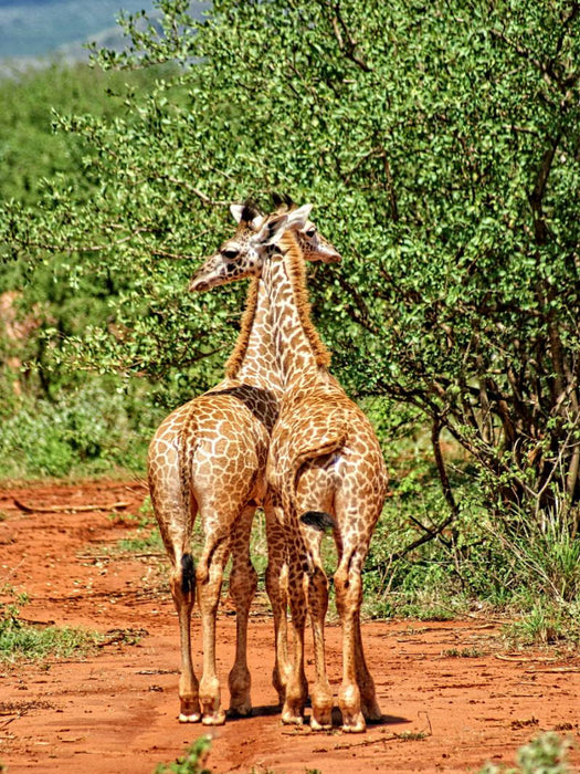 Giraffen - CALVENDO Foto-Puzzle'