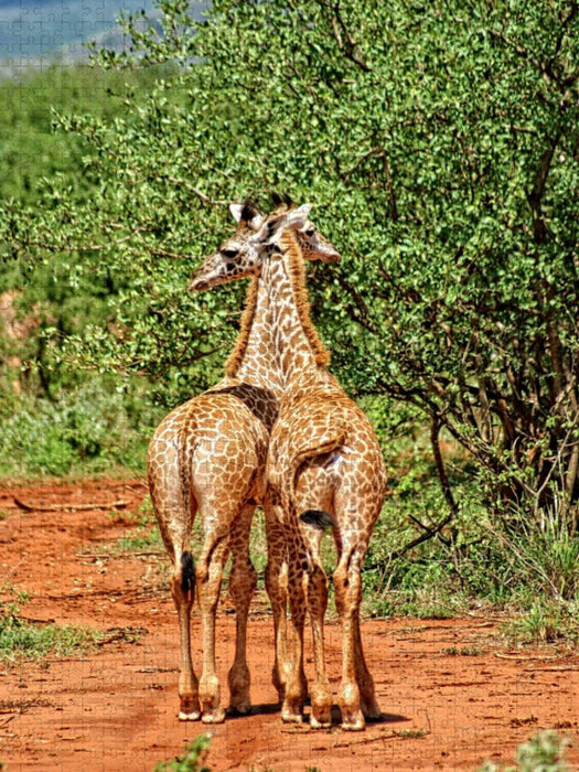 Giraffen - CALVENDO Foto-Puzzle'