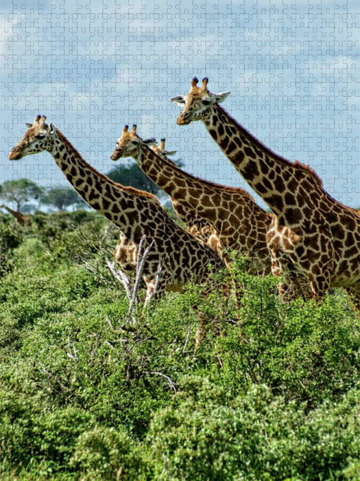 Giraffen. Voller Stolz und Grazie - CALVENDO Foto-Puzzle'