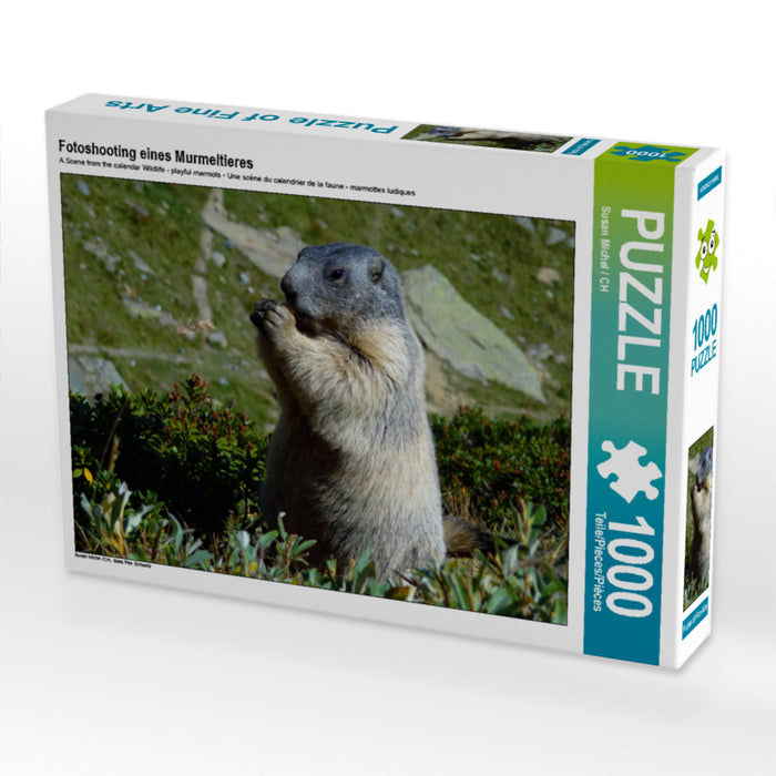 Fotoshooting eines Murmeltieres 2000 Teile Puzzle quer - CALVENDO Foto-Puzzle'