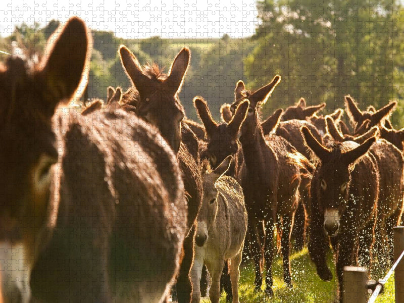 Eselherde auf der Wanderung - CALVENDO Foto-Puzzle'