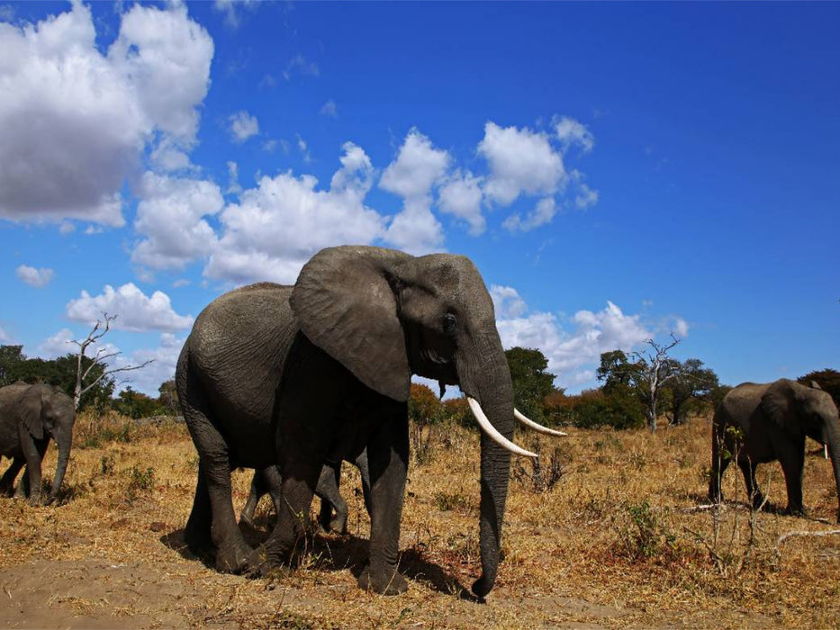 Elefantenherde in Afrika - CALVENDO Foto-Puzzle'