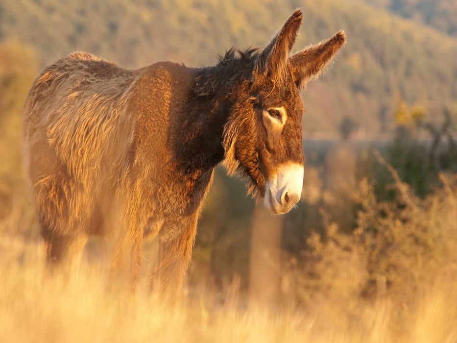 Poitou Esel im Morgenlicht - CALVENDO Foto-Puzzle'