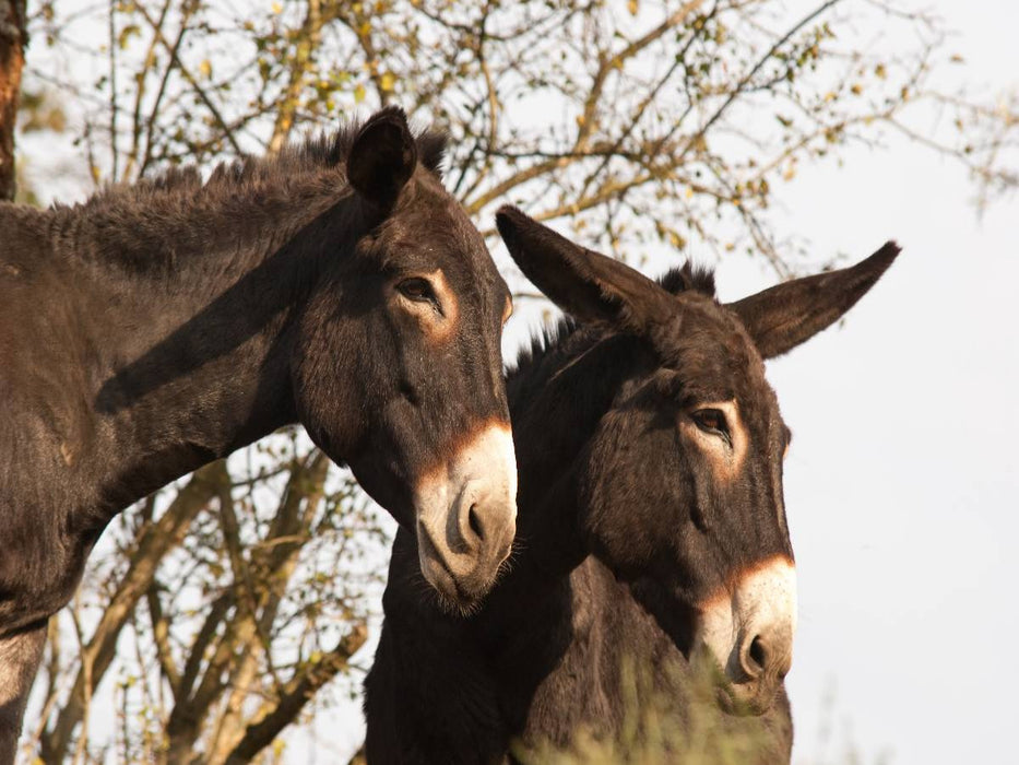 Esel unter sich - CALVENDO Foto-Puzzle'