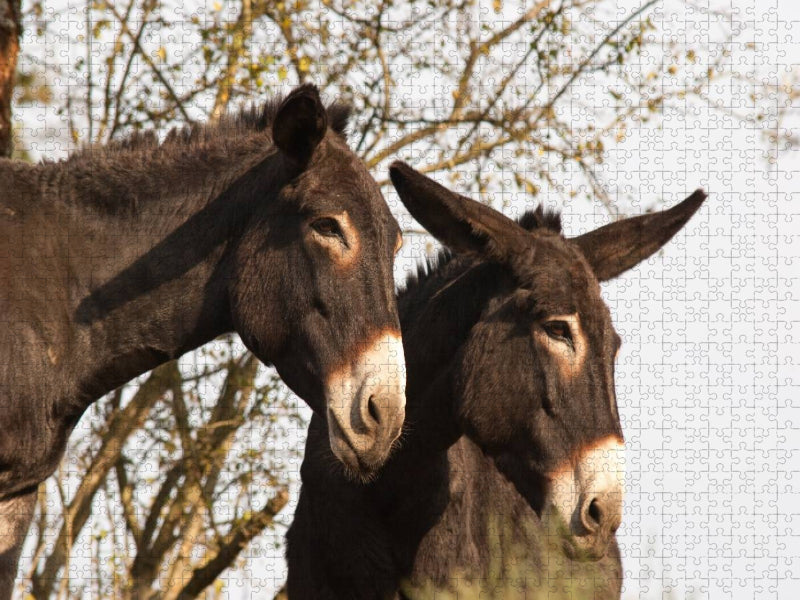Esel unter sich - CALVENDO Foto-Puzzle'