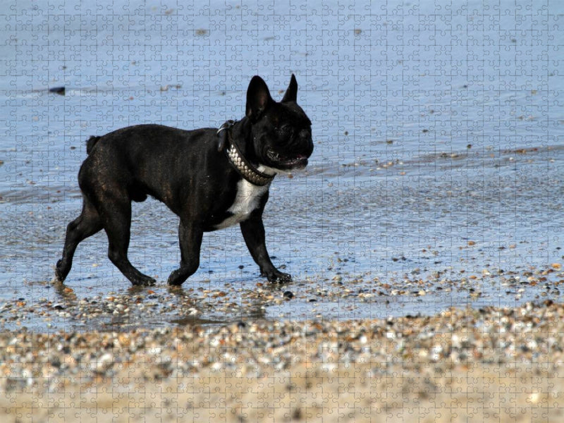 HUND AM STRAND - CALVENDO Foto-Puzzle'