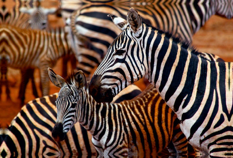 Premium Textil-Leinwand Zebras im Tsavo Ost