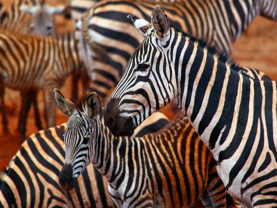 Zebras im Tsavo Ost - CALVENDO Foto-Puzzle'