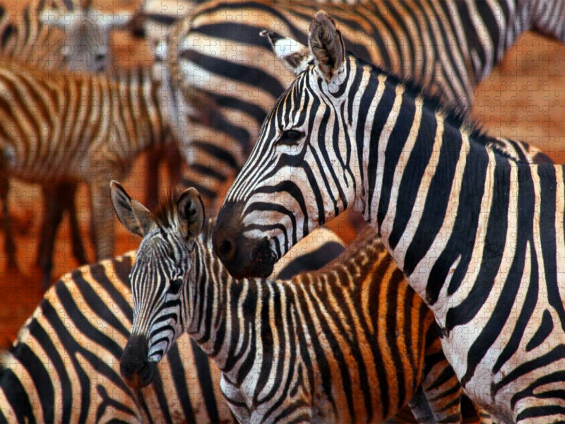 Zebras im Tsavo Ost - CALVENDO Foto-Puzzle'