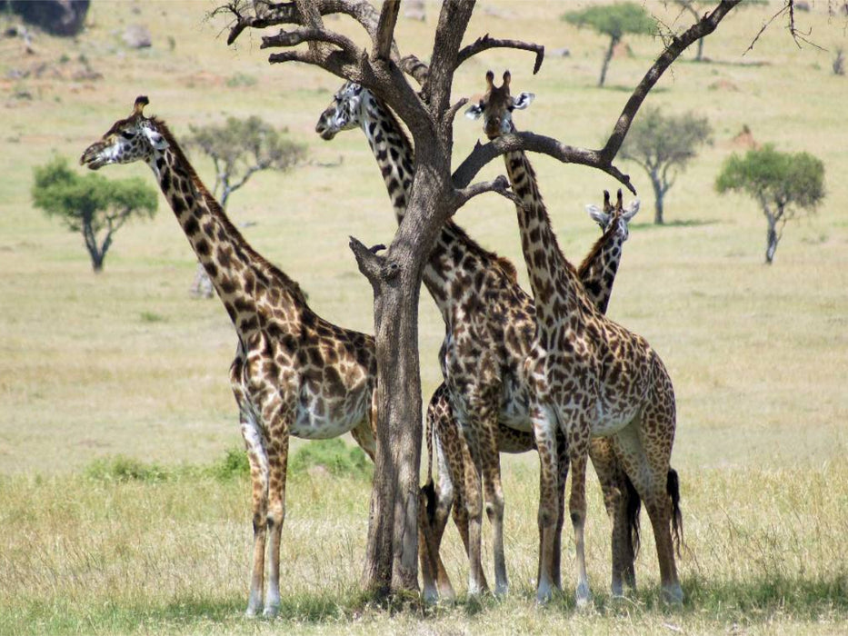 Giraffen in der Masai Mara - CALVENDO Foto-Puzzle'