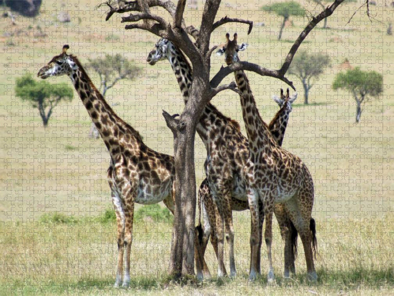 Giraffen in der Masai Mara - CALVENDO Foto-Puzzle'