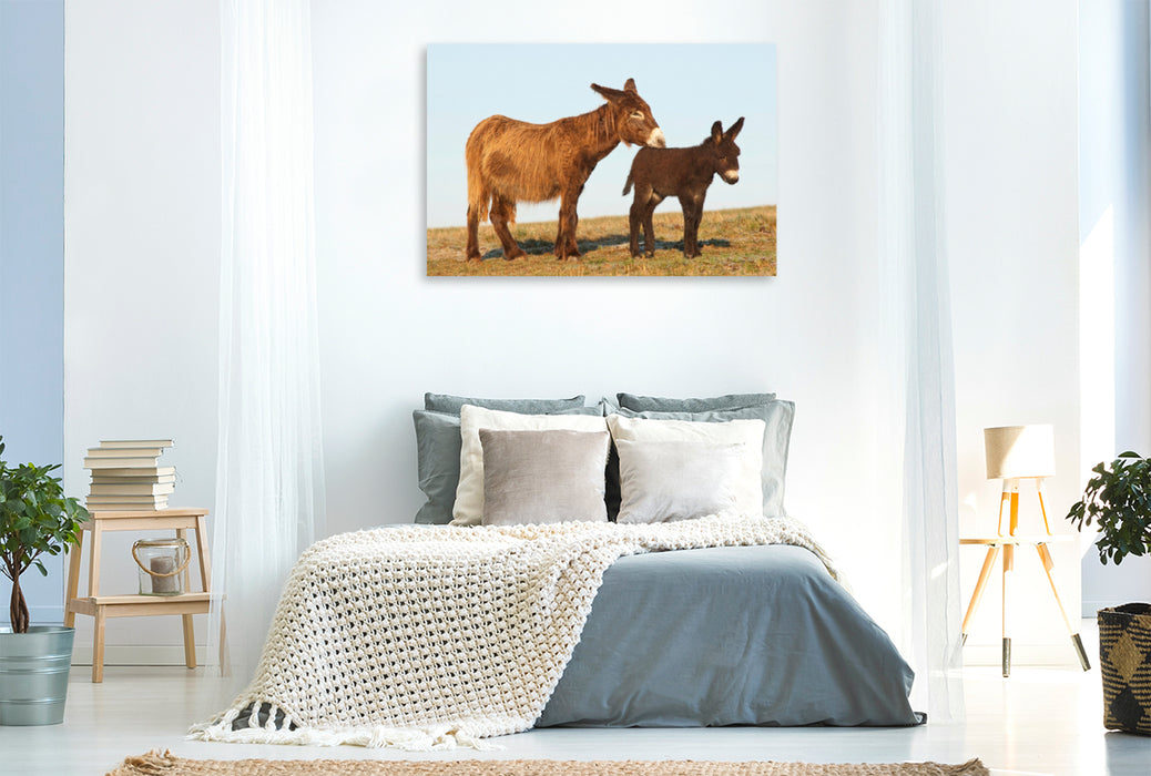 Premium Textil-Leinwand Premium Textil-Leinwand 120 cm x 80 cm quer Ein Motiv aus dem Kalender Zauberhafte Esel