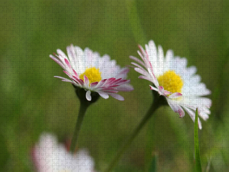 kleine Gänseblümchen ganz groß - CALVENDO Foto-Puzzle'