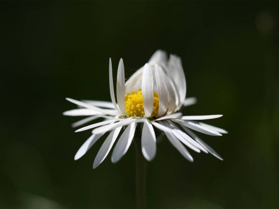 Gänseblümchen - CALVENDO Foto-Puzzle'
