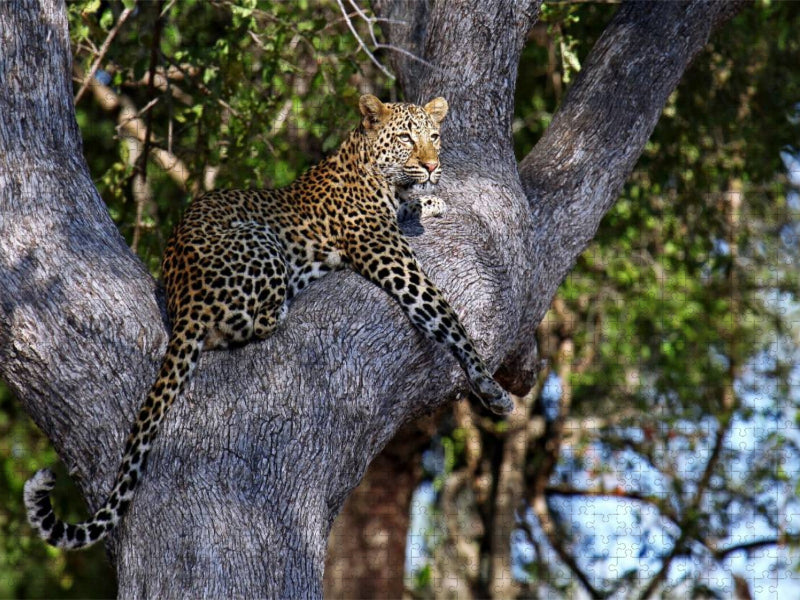 Leopard im Baum, Afrika - CALVENDO Foto-Puzzle'