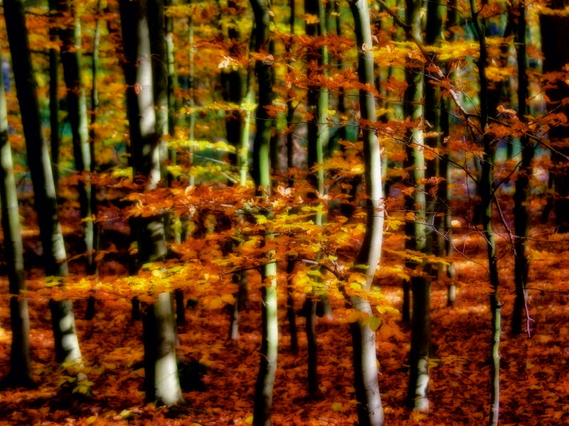 Goldener Herbst 1000 Teile Puzzle quer - CALVENDO Foto-Puzzle'