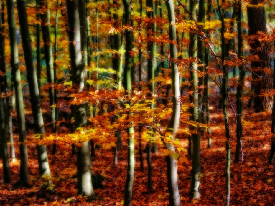 Goldener Herbst - CALVENDO Foto-Puzzle'