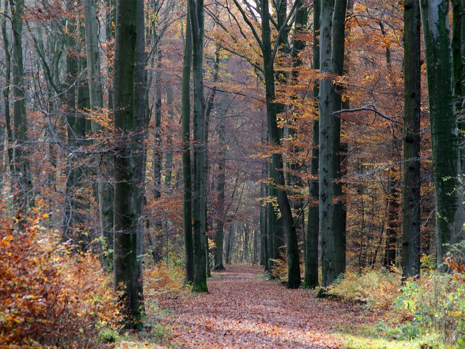 Stadtwald Bult - CALVENDO Foto-Puzzle'