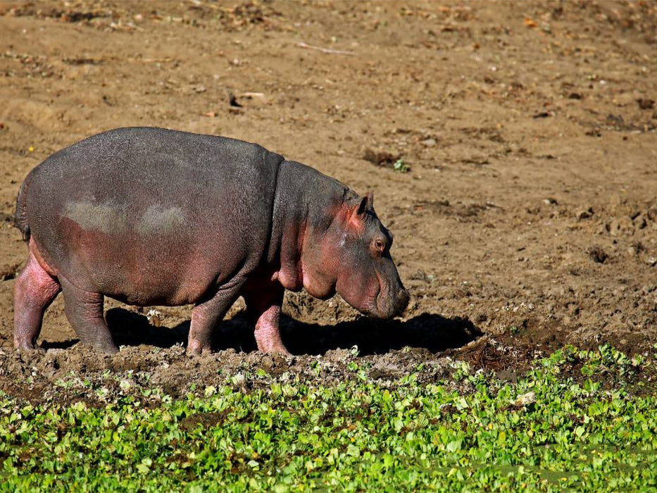 Hippo auf Landgang, Afrika - CALVENDO Foto-Puzzle'