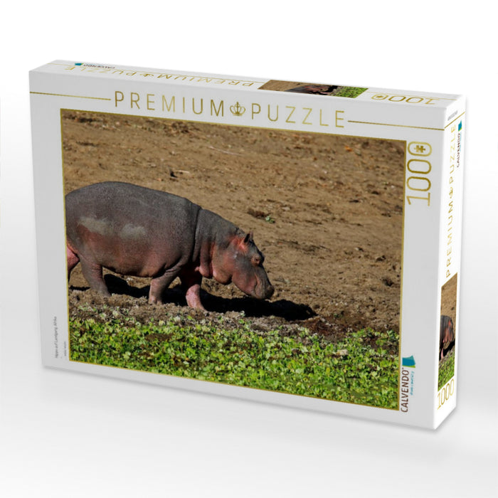 Hippo auf Landgang, Afrika - CALVENDO Foto-Puzzle'