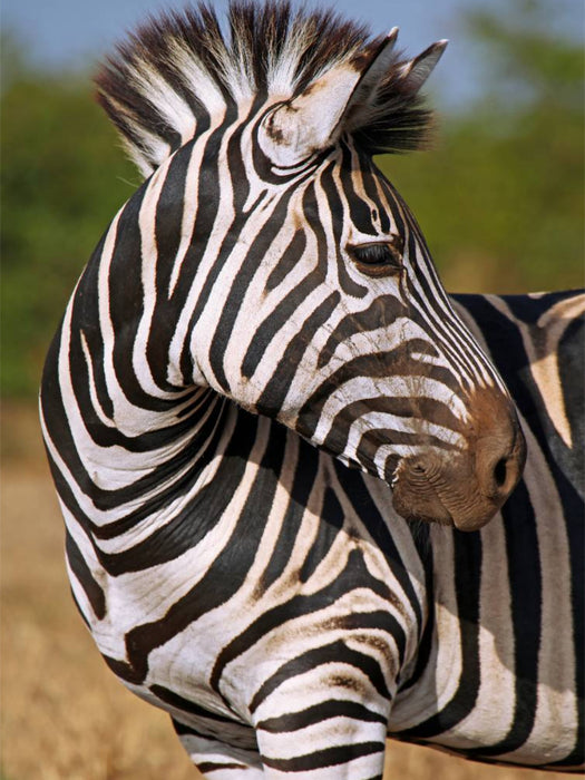 Blick zurück, Südafrika - CALVENDO Foto-Puzzle'