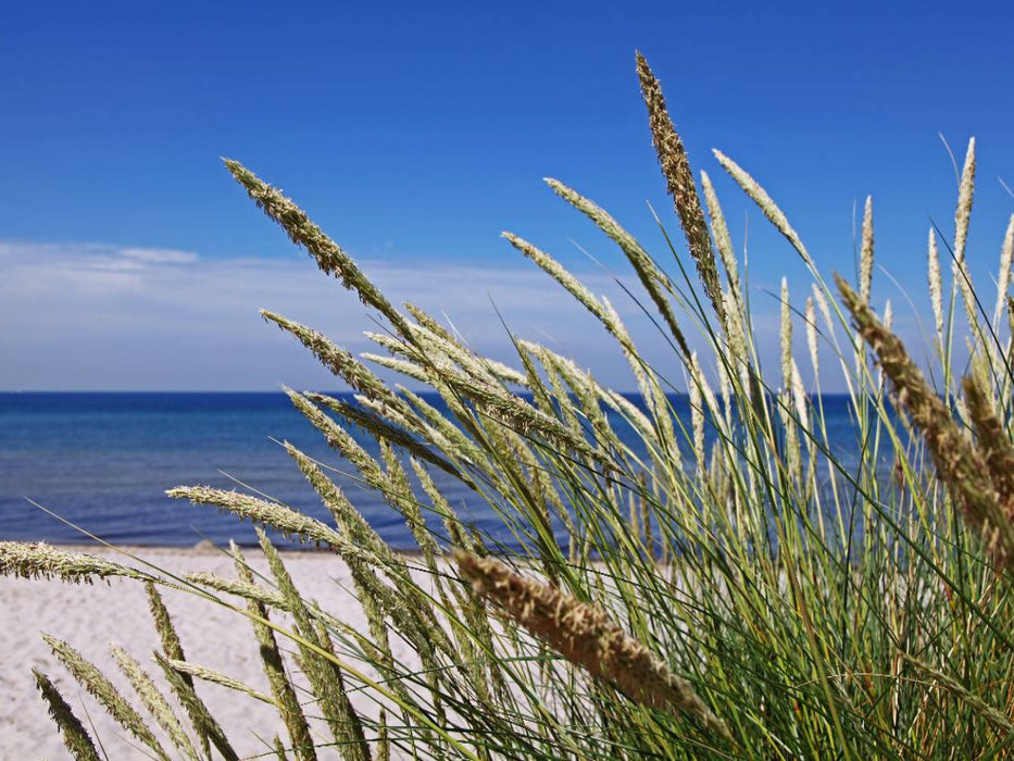 Strandgräser - CALVENDO Foto-Puzzle'