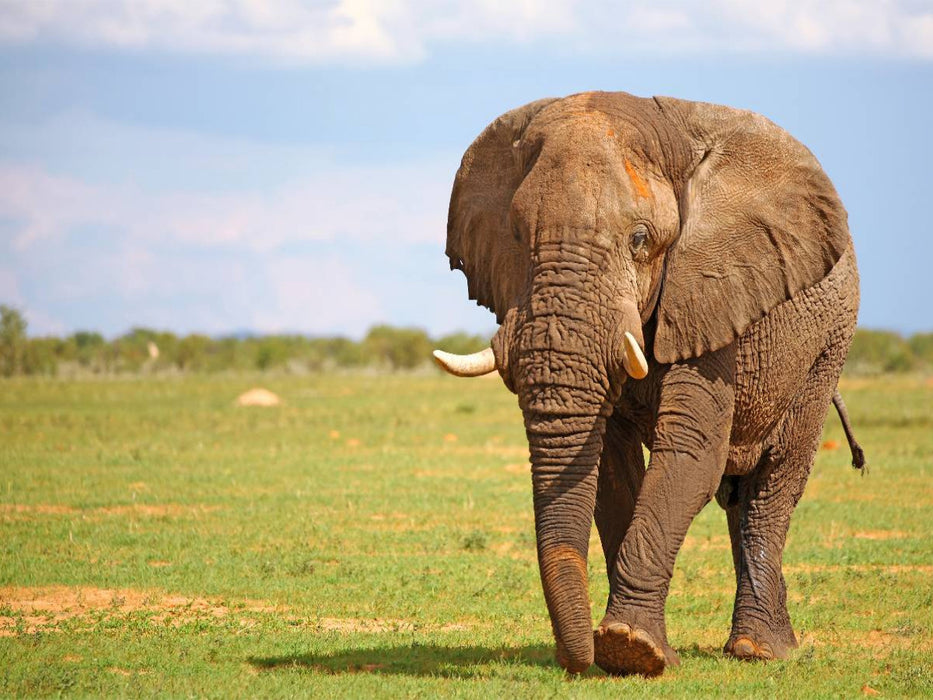 Elefant auf Tour, Namibia - CALVENDO Foto-Puzzle'