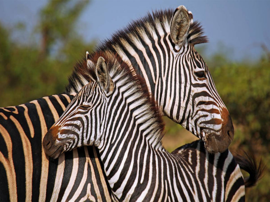 Zebra-Kleinfamilie, Afrika - CALVENDO Foto-Puzzle'