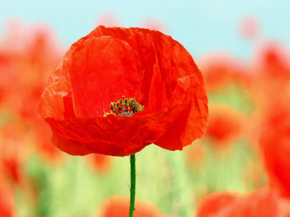 Mohnblumen-ein Traum in rot - CALVENDO Foto-Puzzle'