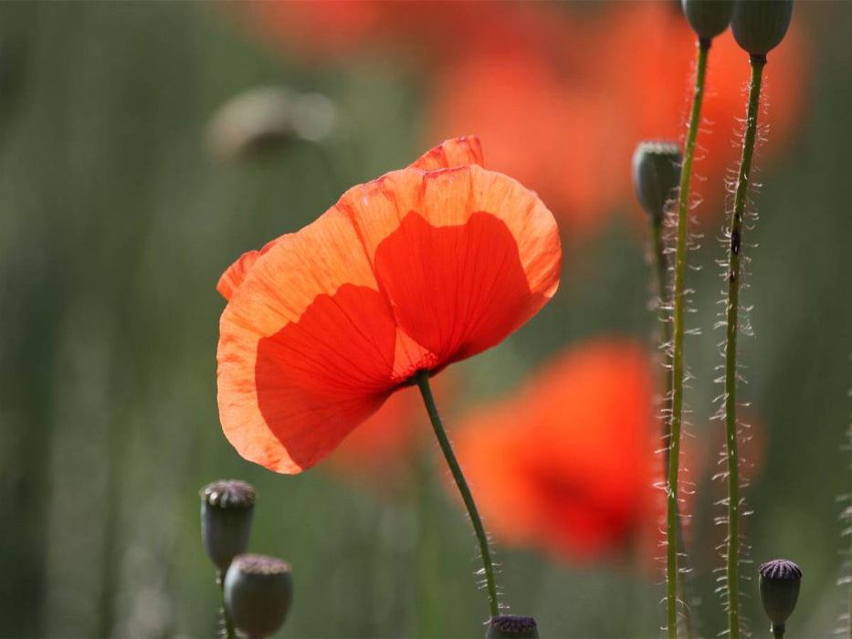 Mohnblumen - CALVENDO Foto-Puzzle'