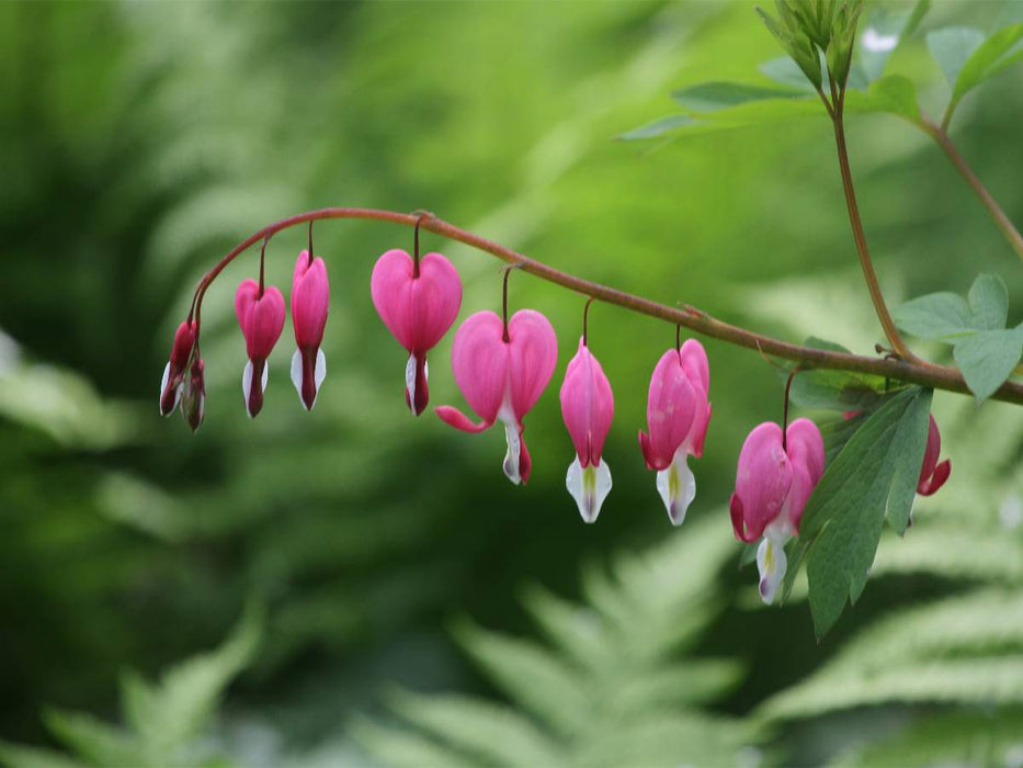 Tränendes Herz - CALVENDO Foto-Puzzle'